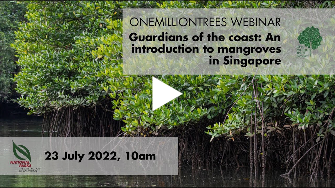 NParks OneMillionTrees Webinar | Guardians of the coast: An introduction to mangroves in Singapore